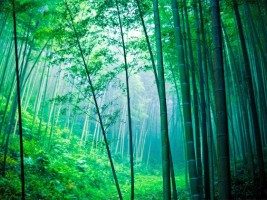 Belajar dari Pohon Bambu