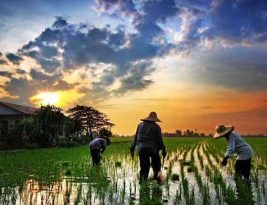 Efek Disrupsi, Mungkinkah Kembali ke Desa?