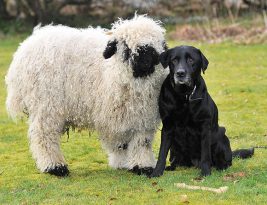 NeuroLeadership: Otak Sehat itu Membuat Hidup Tenang