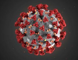 Virus Corona Bukan Virus Dengue