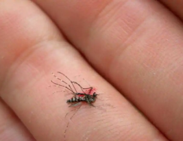 Perbanyak Analogi Yang Bisa Mengubah Hidup